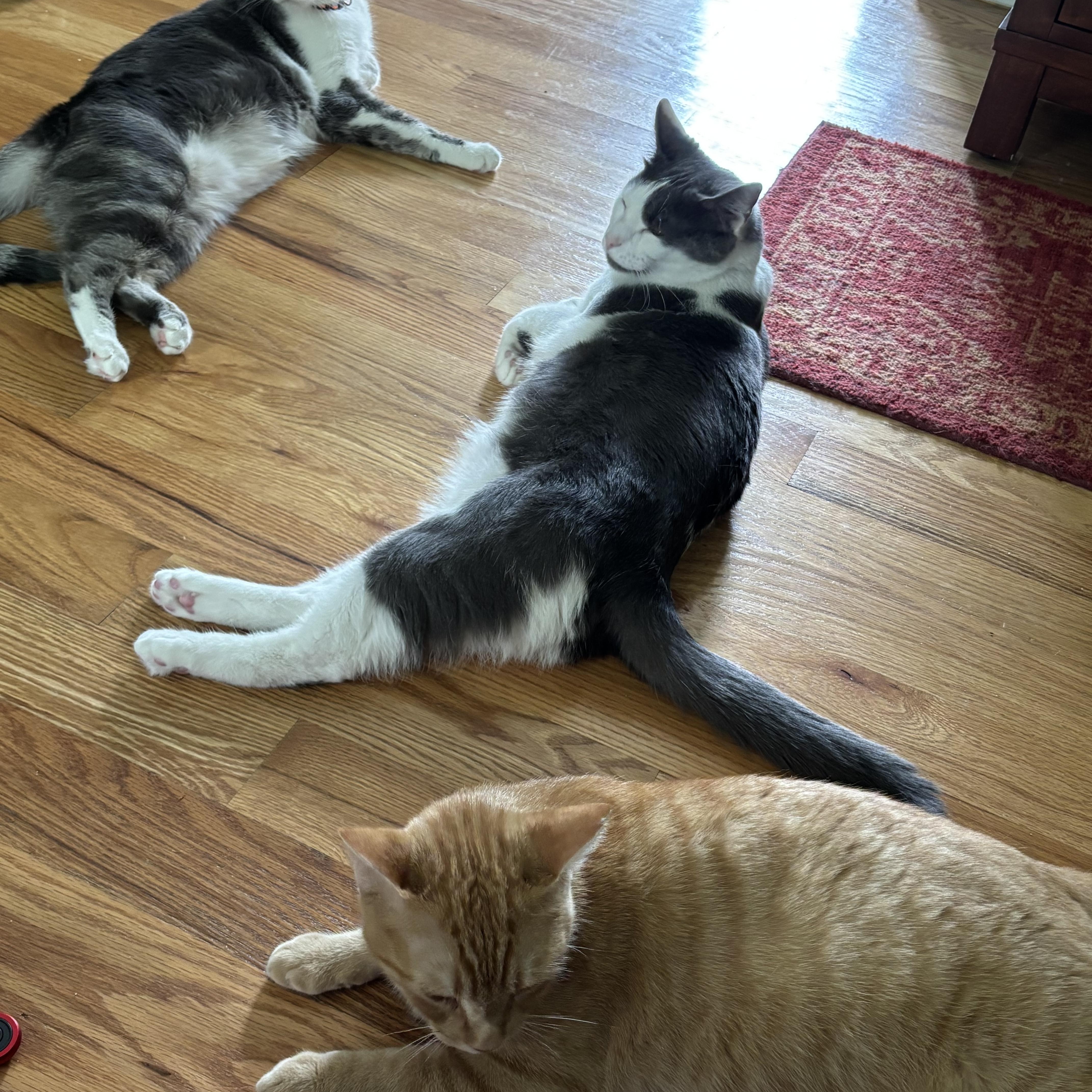 Mrs. Norris thumbnail 4