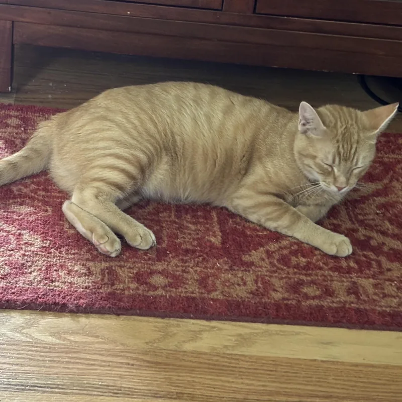 Mrs. Norris thumbnail 5