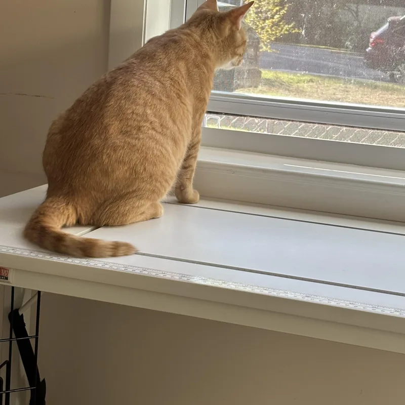 Mrs. Norris thumbnail 6