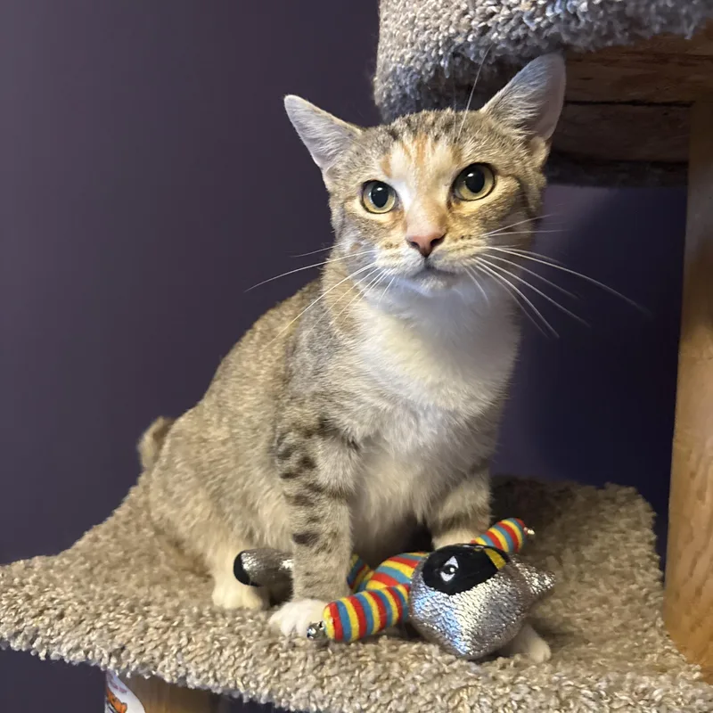 A young medium-sized female Tabby (Buff / Tan / Fawn) Domestic Short Hair cat named Diane for adoption in Hartville, OH