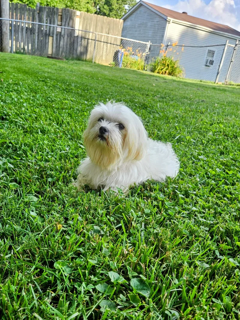 An adult small-sized male Maltese dog named Ringo for adoption in Richmond, KY