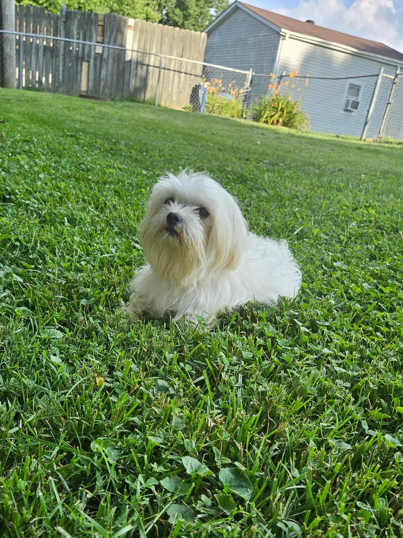 Ringo thumbnail 2