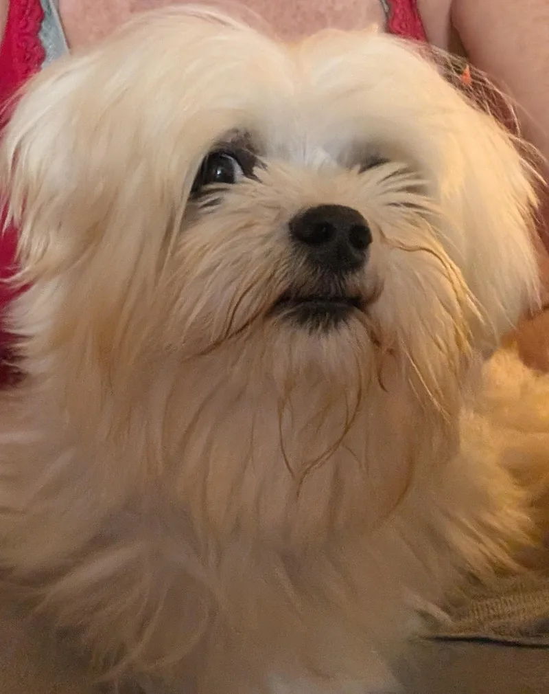 Ringo thumbnail 3
