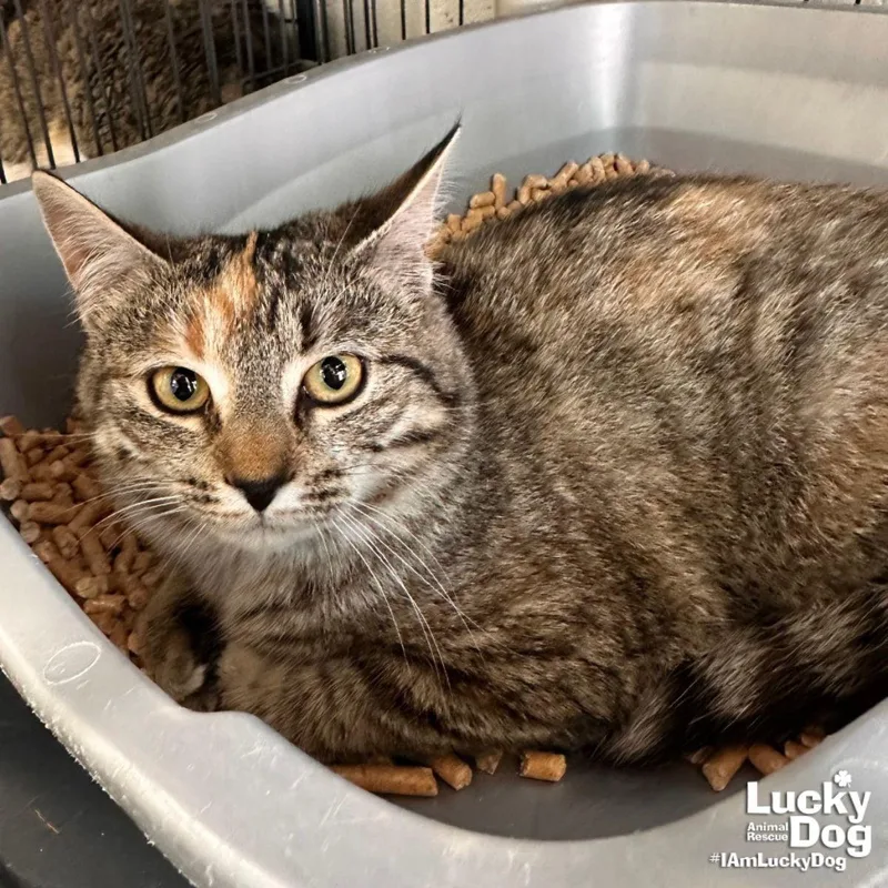 A young small-sized female Domestic Short Hair cat named Maysilee for adoption in Washington, DC