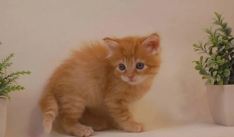 A baby small-sized male Orange / Red Maine Coon cat named Pumpkin for adoption in Parlier, CA