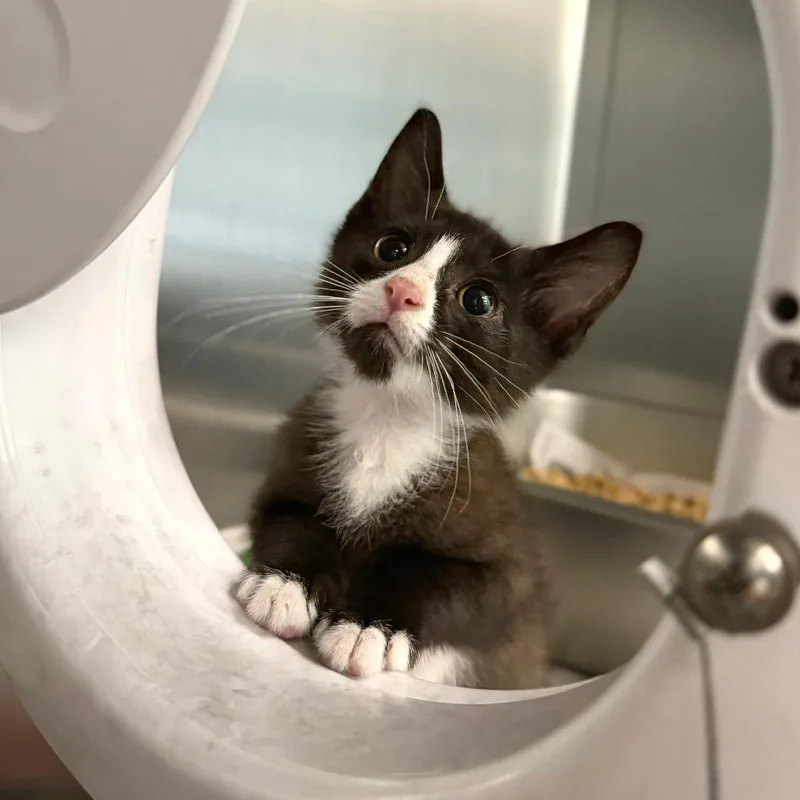 A baby small-sized male Black Domestic Short Hair cat named Calvin for adoption in Marshall, VA