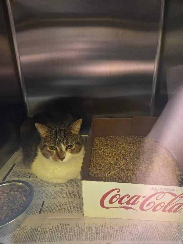 An adult medium-sized female Tabby (Brown / Chocolate) Domestic Short Hair cat named Honey for adoption in Jackson, TN