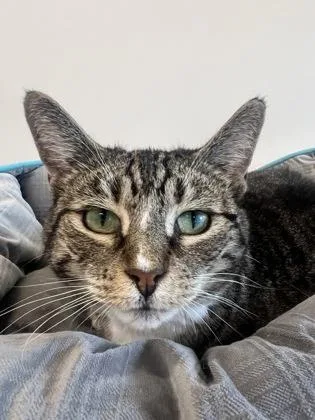 A senior large-sized female Domestic Short Hair cat named Elenore Fka Stick for adoption in West Chester, PA