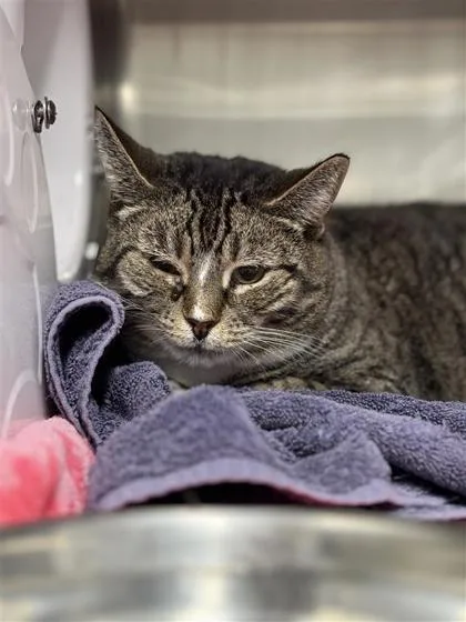 Elenore Fka Stick thumbnail 3