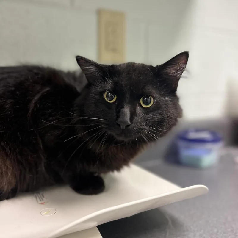 An adult medium-sized male Black Domestic Long Hair cat named Mocha Man for adoption in Waukesha, WI