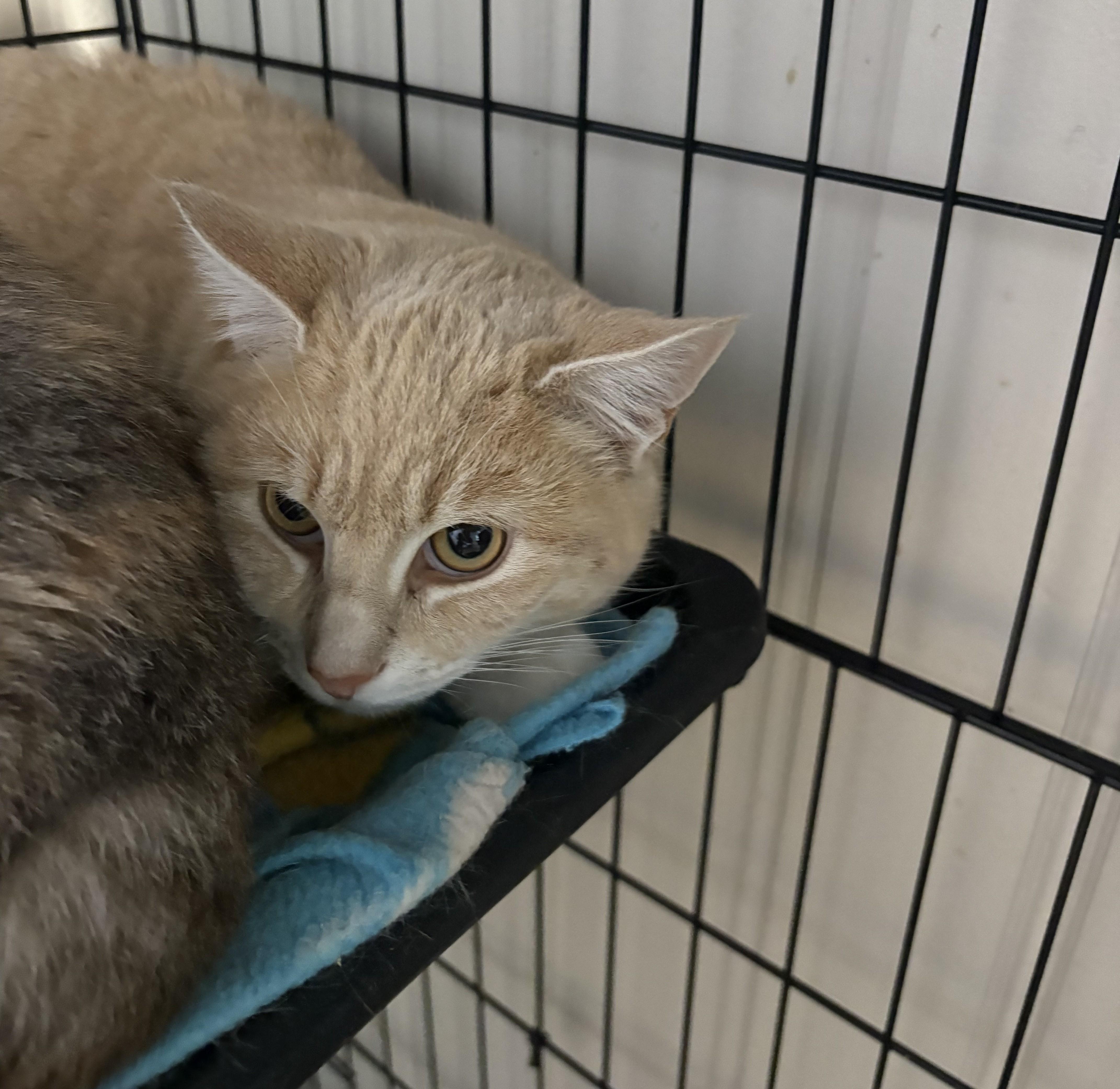 An adult medium-sized male Tabby (Orange / Red) Domestic Short Hair cat named Jimmy for adoption in New Windsor, NY