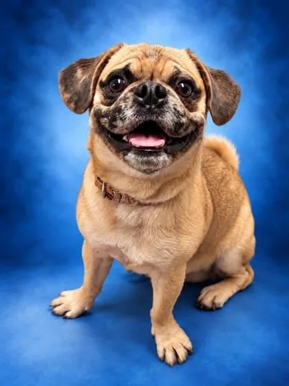 An adult small-sized male Pug dog named Meatball for adoption in Bowling Green, KY