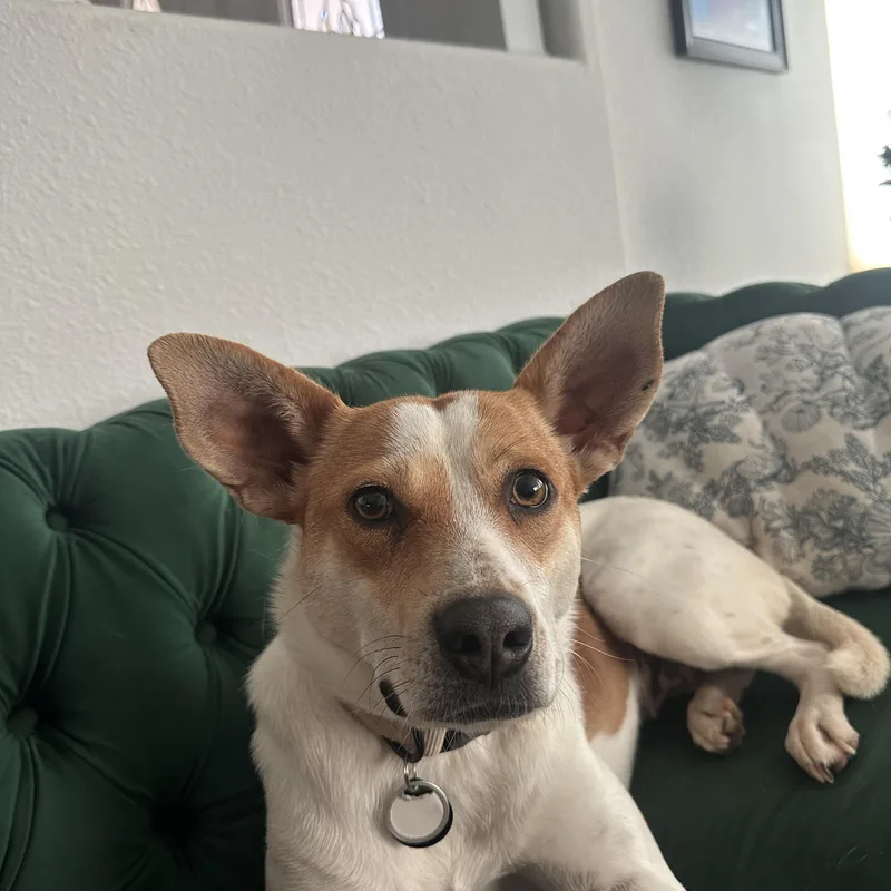 A young medium-sized female Cattle Dog dog named Ariel for adoption in San Diego, CA