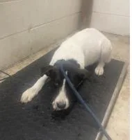 A baby large-sized female Mixed Breed dog named Dora for adoption in Largo, FL