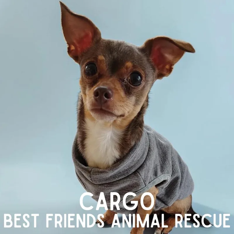 An adult small-sized male Sable Chihuahua dog named Cargo for adoption in Wasilla, AK
