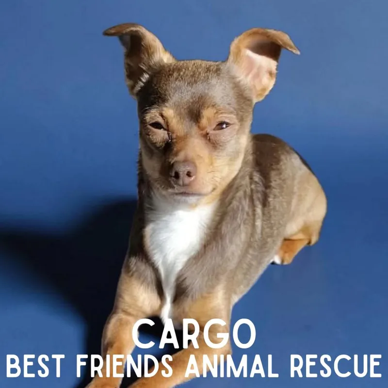 Cargo thumbnail 2