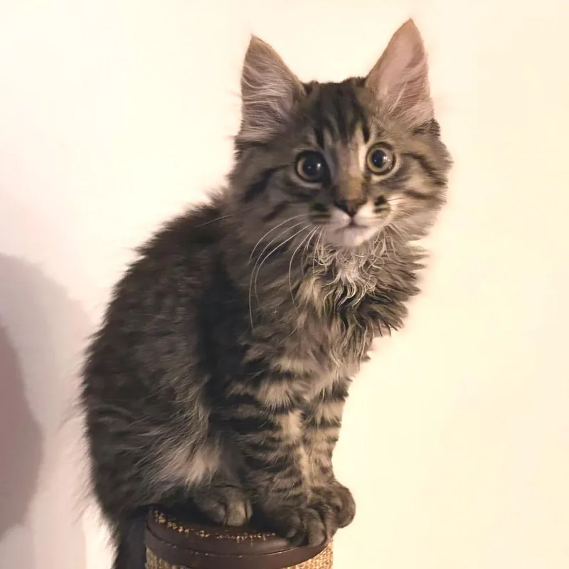 Harry Pawtter