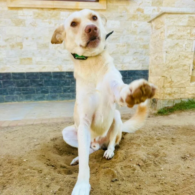 An adult medium-sized male Pharaoh Hound dog named Pinky for adoption in New York, NY