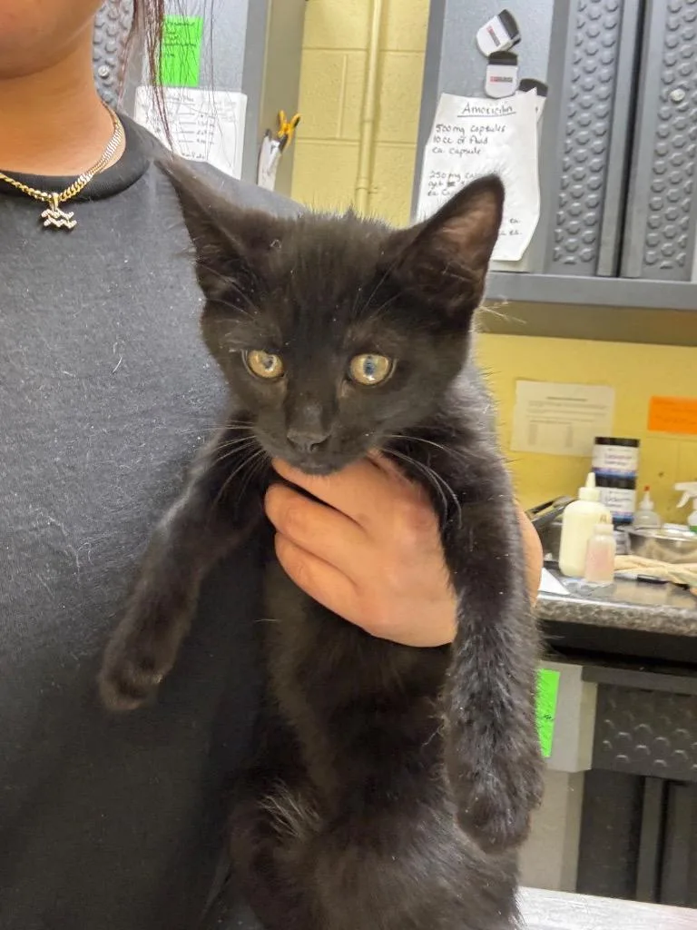 A baby small-sized female Domestic Short Hair cat named Pearl for adoption in Crossville, TN