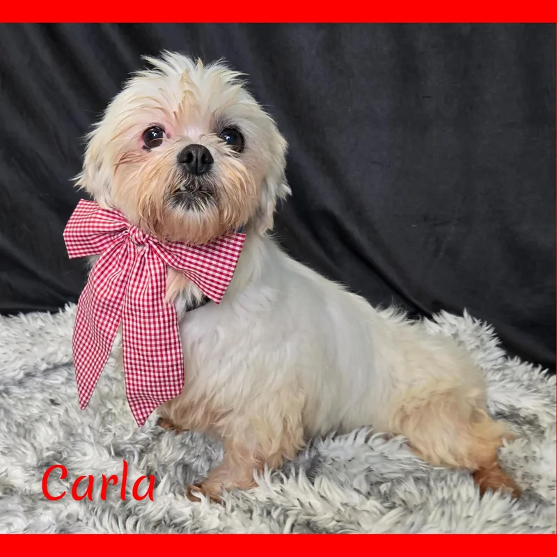 An adult small-sized female White / Cream Lhasa Apso dog named Carla for adoption in Fredericksburg, VA