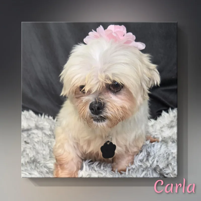 Carla thumbnail 2