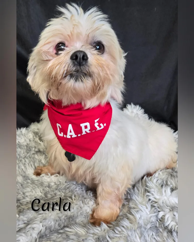 Carla thumbnail 3