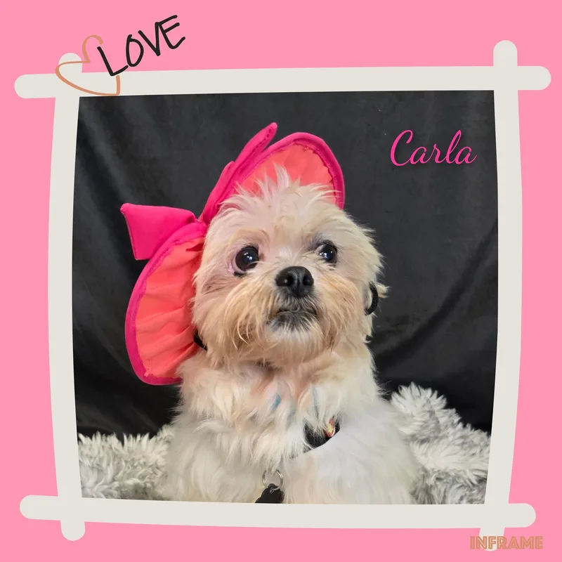 Carla thumbnail 4