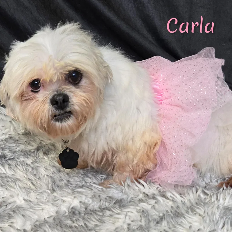 Carla thumbnail 6