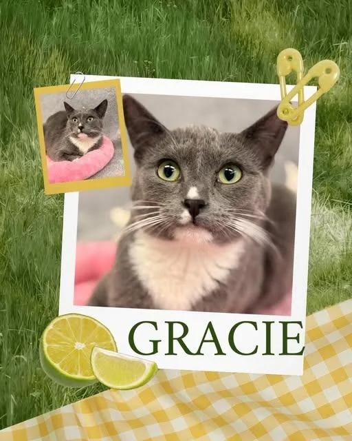 A baby small-sized female Domestic Medium Hair cat named Gracie for adoption in Rensselaer, IN