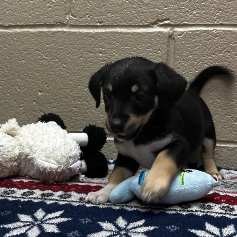 A baby small-sized female Black Beagle dog named Pyramid for adoption in Caryville, TN