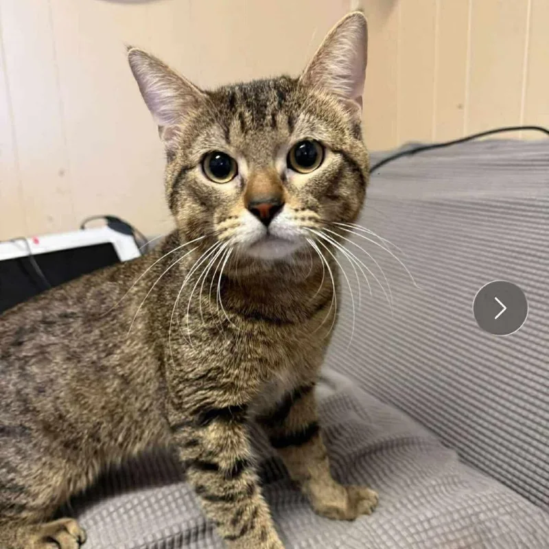 An adult medium-sized male Brown / Chocolate Domestic Short Hair cat named Curious Georgemeet Me At for adoption in Buffalo, MN