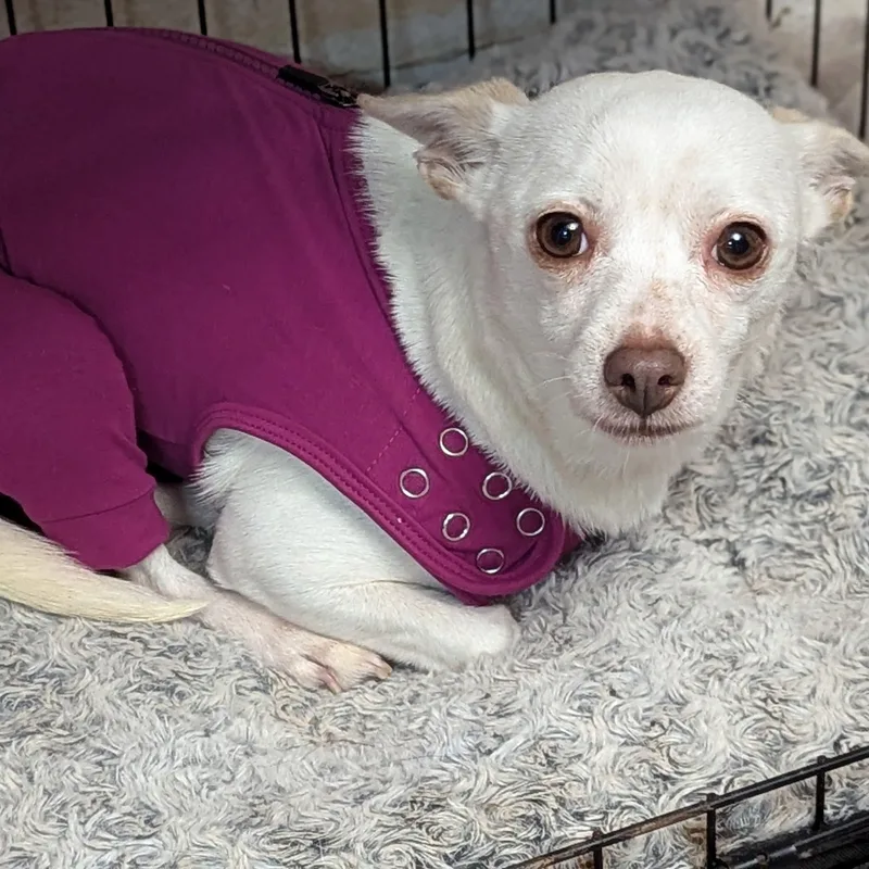 Coroline thumbnail 2