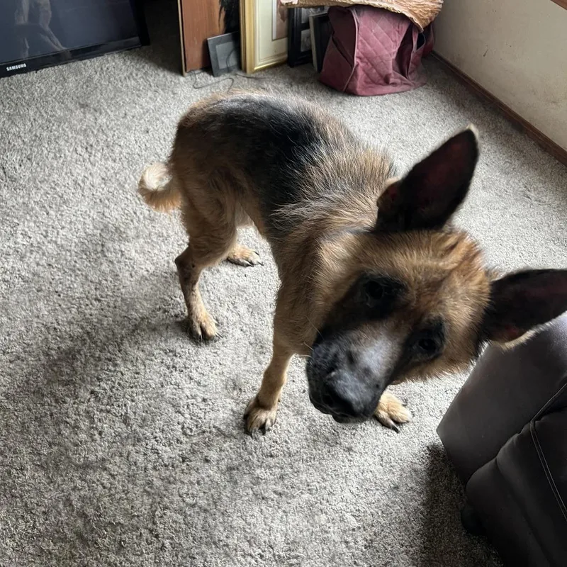 An adult large-sized male Black Shepherd dog named Cody for adoption in Corvallis, OR