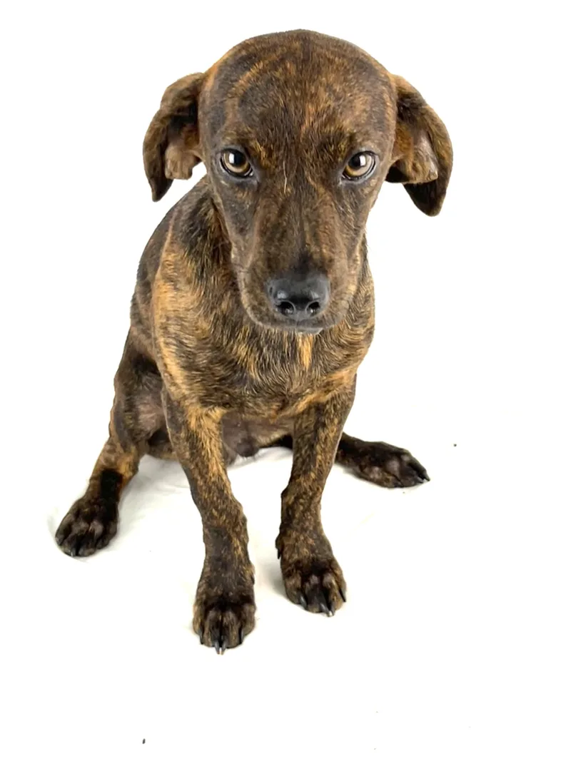 A young small-sized male Miniature Schnauzer dog named Tiger for adoption in Sumter, SC