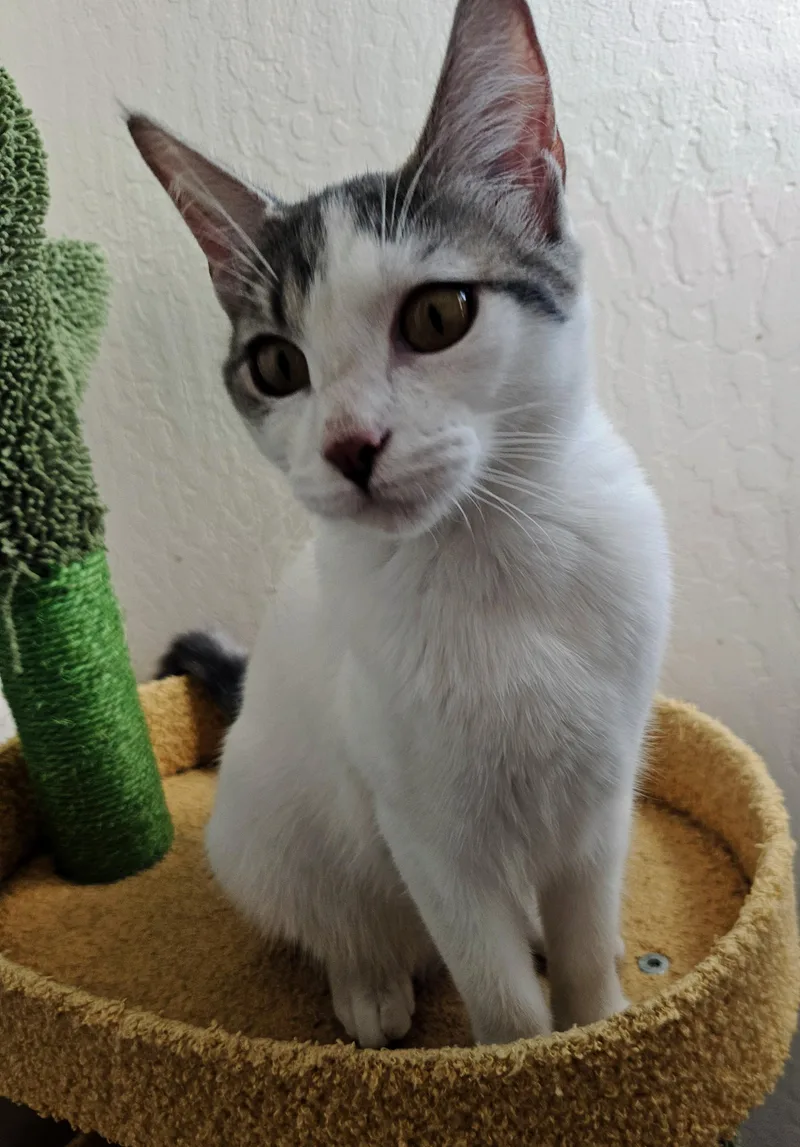 Victoria D thumbnail 2