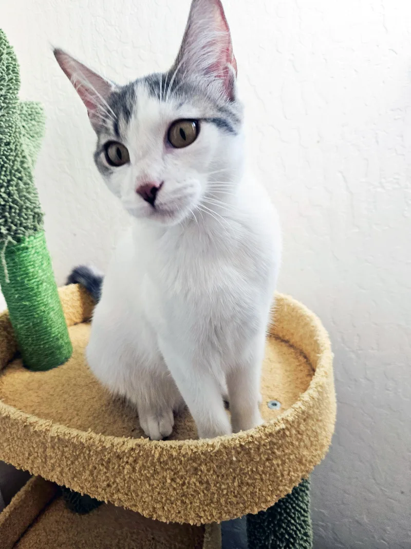 Victoria D thumbnail 3