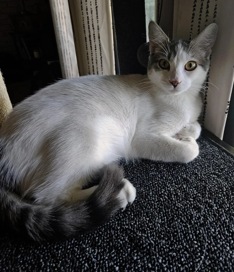 Victoria D thumbnail 5