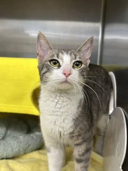 An adult large-sized female Domestic Short Hair cat named Millie for adoption in Munster, IN