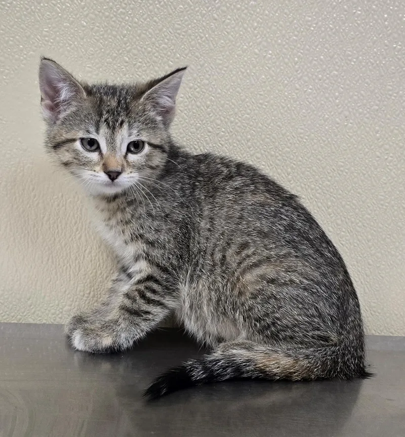 A baby medium-sized male Domestic Short Hair cat named Nina for adoption in Brainerd, MN