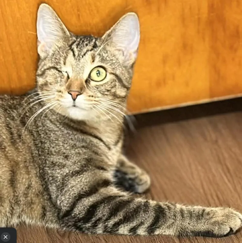 A young medium-sized female Tabby (Brown / Chocolate) Domestic Short Hair cat named Tiffany for adoption in Kent, OH
