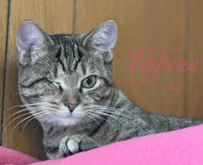 Tiffany thumbnail 5