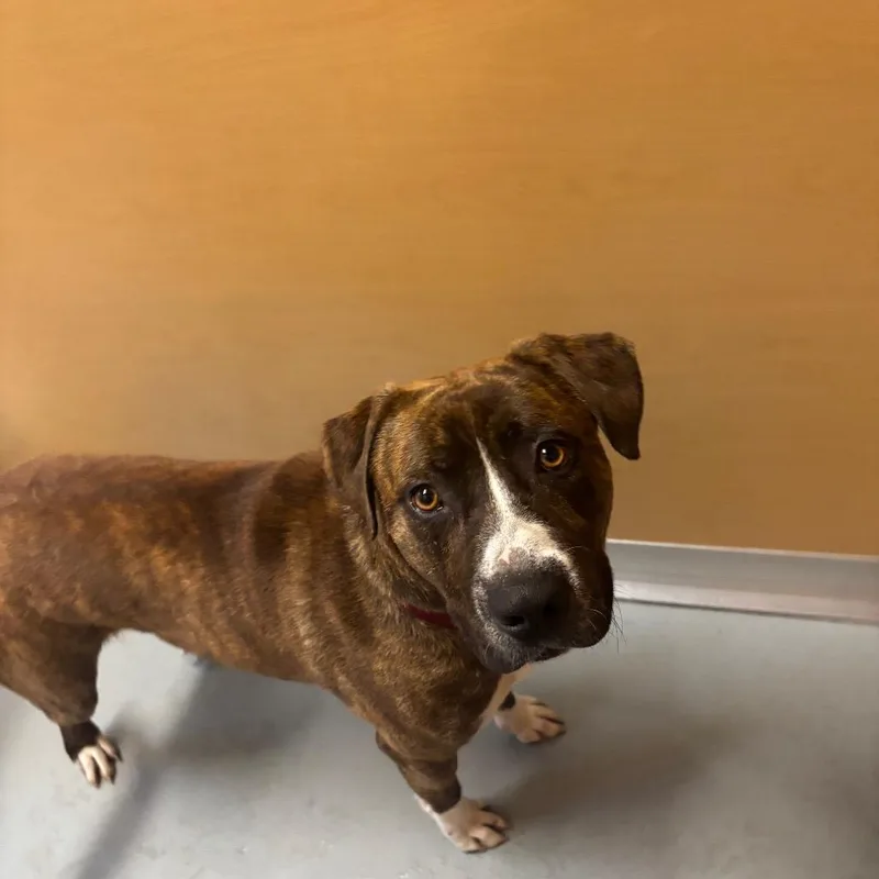An adult large-sized male Brindle Mixed Breed dog named Ash for adoption in Saint Charles, MO