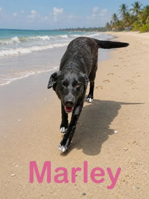 Marley