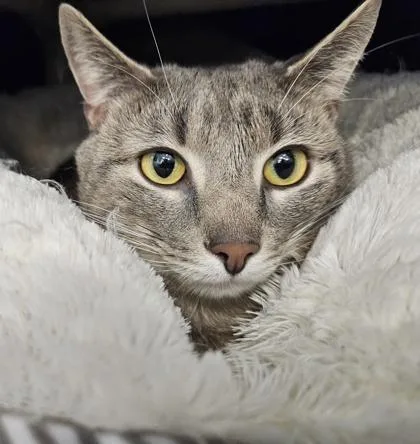 An adult small-sized male Domestic Short Hair cat named Milo for adoption in Scotia, NY