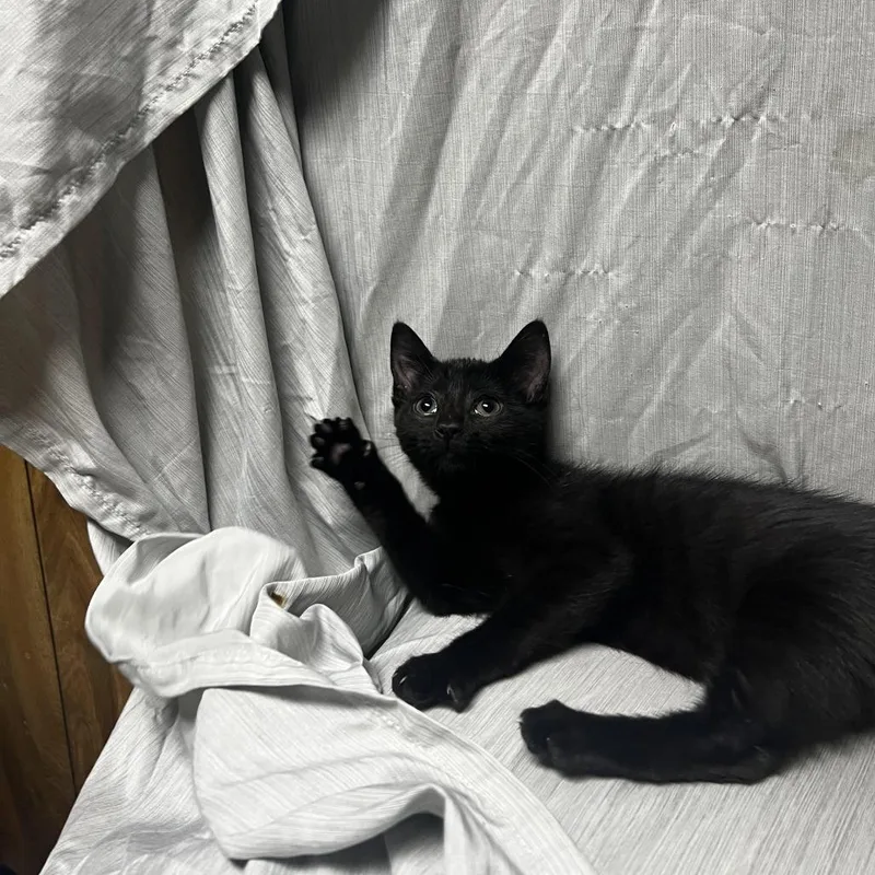 A baby small-sized female Black Domestic Short Hair cat named Onyx for adoption in Raleigh, NC