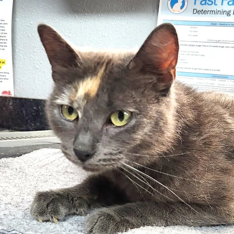 An adult medium-sized female Tortoiseshell Domestic Short Hair cat named Rubydoo for adoption in Brighton, MO
