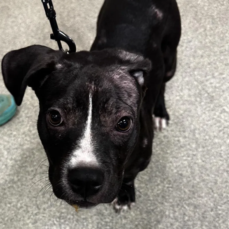 A young medium-sized female Black Mixed Breed dog named Marge for adoption in Jacksonville, FL