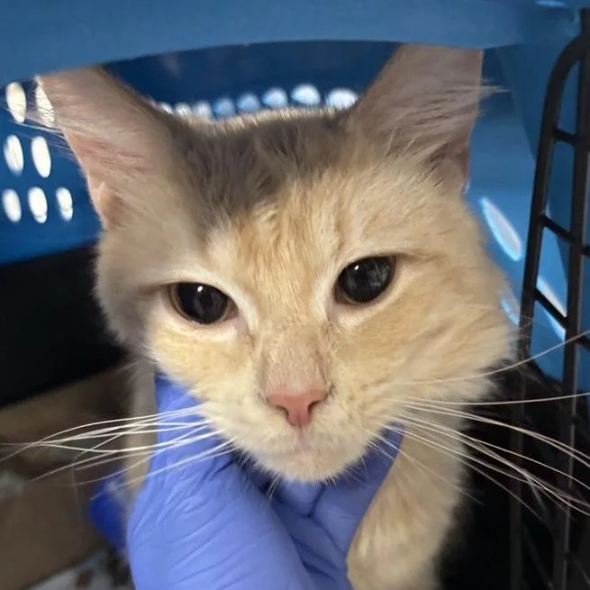 A senior medium-sized male Orange / Red Domestic Long Hair cat named Precious for adoption in New York, NY