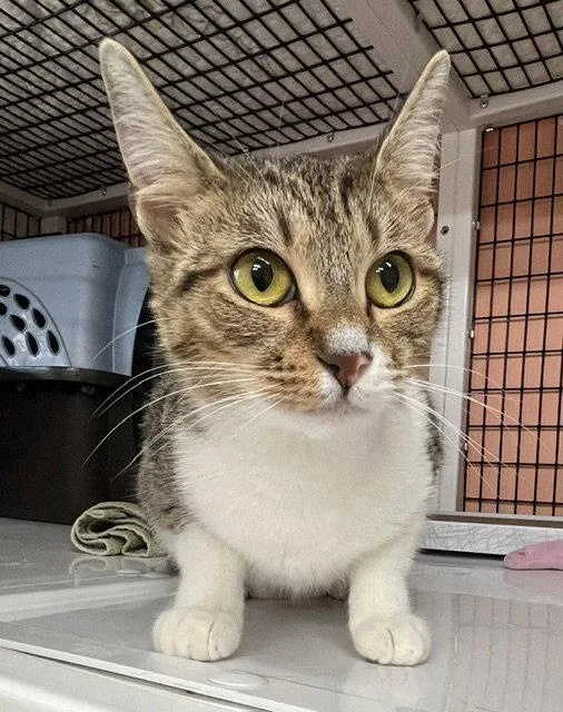 An adult medium-sized female Domestic Short Hair cat named Jellybelly for adoption in Seal Beach, CA