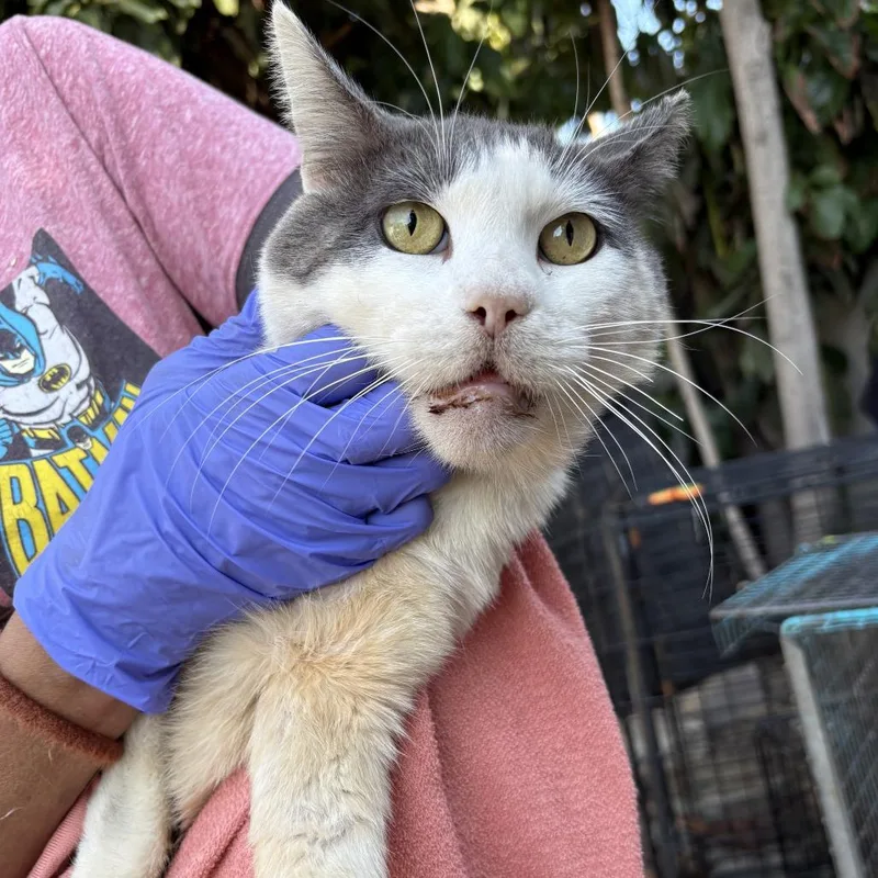 A senior small-sized male White Domestic Short Hair cat named Trinity for adoption in Pacific Palisades, CA